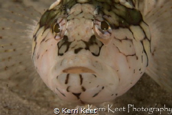 A common Cape Town fish found often in rock pools and sha... by Kerri Keet 